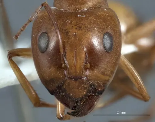 Camponotus discors - JDM32-001137