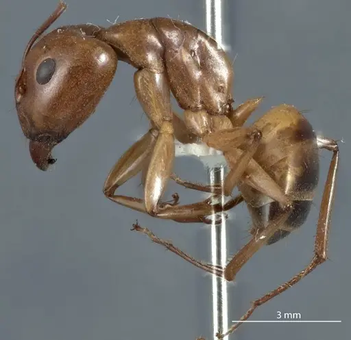 Camponotus discors - JDM32-001137