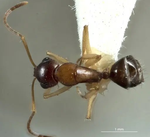 Camponotus discors - JDM32-001154