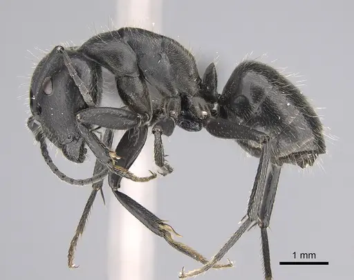 Camponotus distinguendus specimen