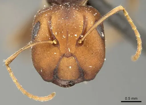 Camponotus divergens specimen