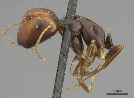 Camponotus divergens specimen