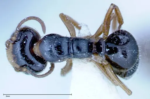 Camponotus dolabratus specimen