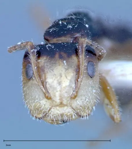Camponotus dolabratus specimen