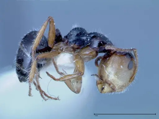 Camponotus dolabratus specimen