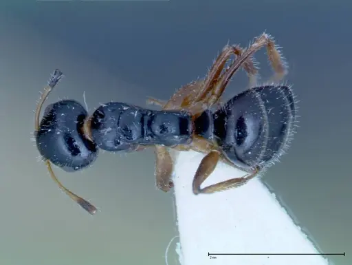 Camponotus dolabratus - FOCOL0118-2