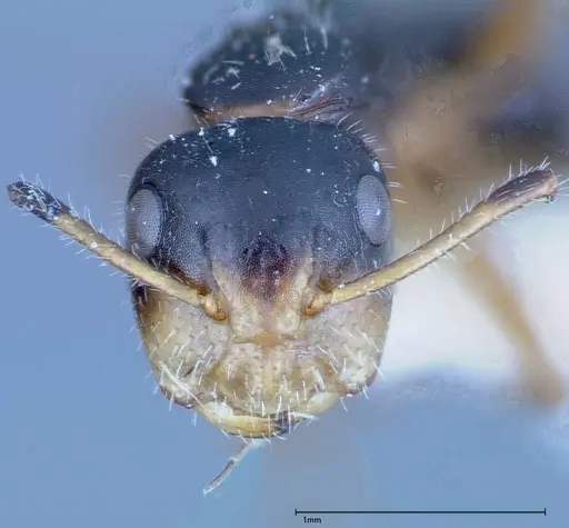 Camponotus dolabratus - FOCOL0118-2