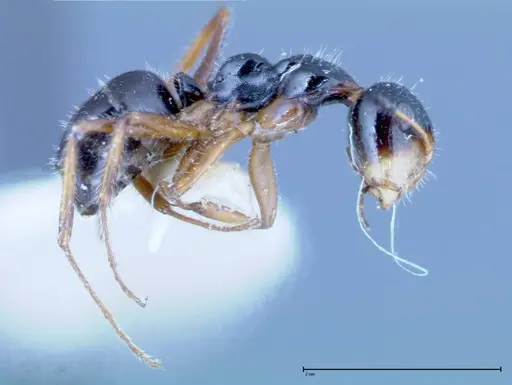Camponotus dolabratus - FOCOL0118-2