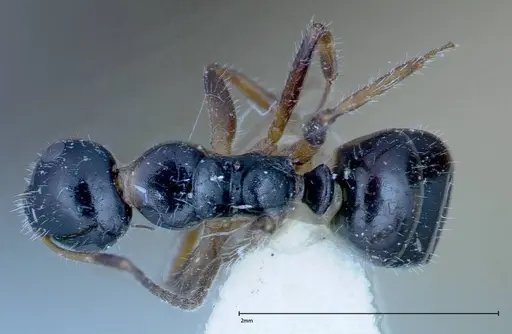 Camponotus dolabratus - FOCOL0118-3