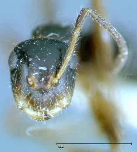 Camponotus dolabratus - FOCOL0118-3