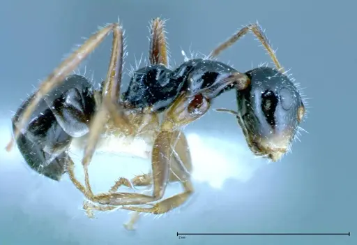 Camponotus dolabratus - FOCOL0118-3