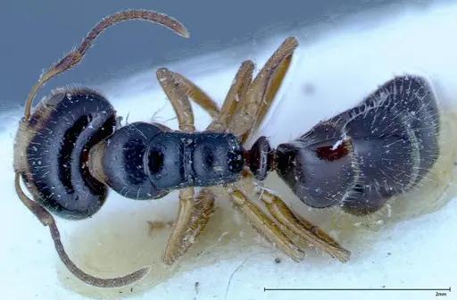 Camponotus dolabratus - FOCOL0119