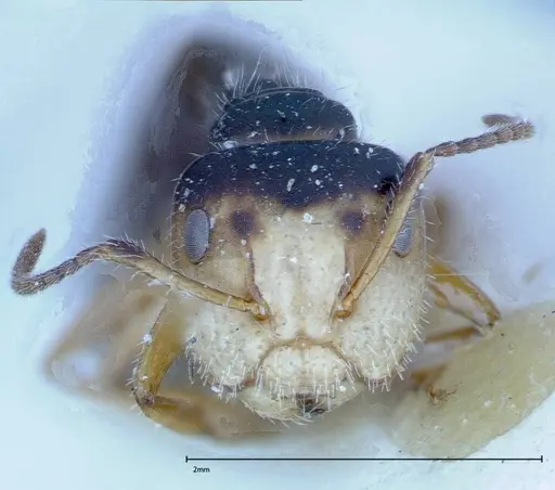 Camponotus dolabratus - FOCOL0119