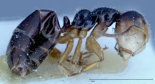 Camponotus dolabratus - FOCOL0119