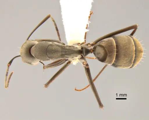 Camponotus dolendus specimen