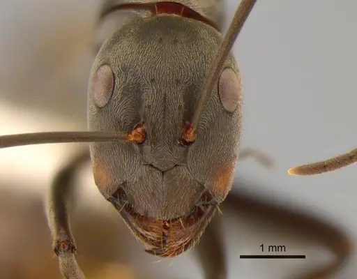 Camponotus dolendus specimen