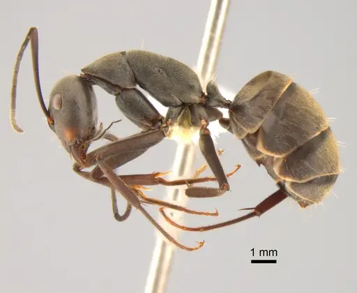 Camponotus dolendus specimen