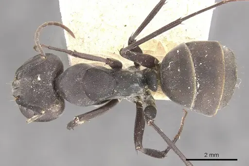 Camponotus dolendus - CASENT0910327