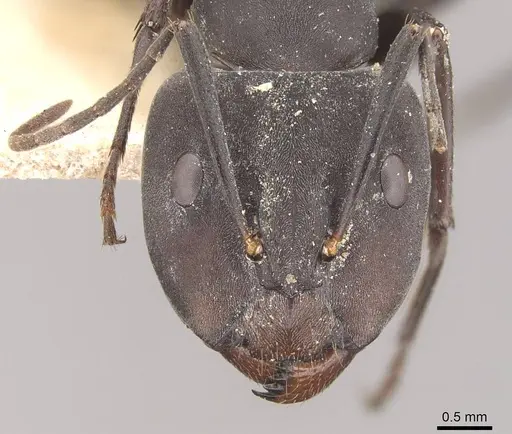 Camponotus dolendus - CASENT0910327