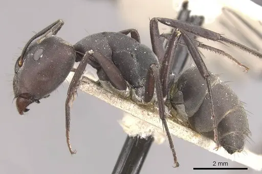 Camponotus dolendus - CASENT0910327