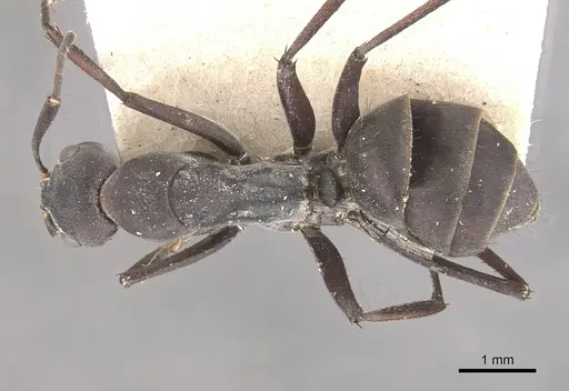 Camponotus dolendus - CASENT0910328