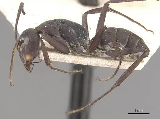 Camponotus dolendus - CASENT0910328