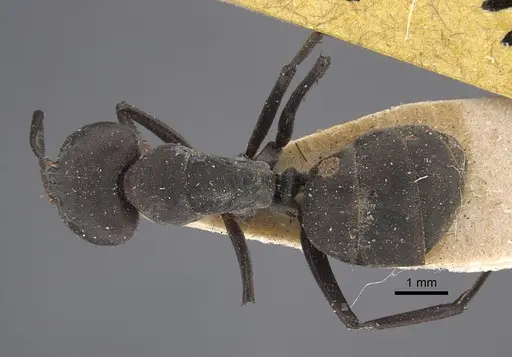 Camponotus dolendus - CASENT0917856