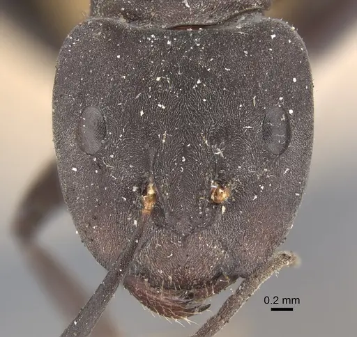 Camponotus dolendus - CASENT0917856