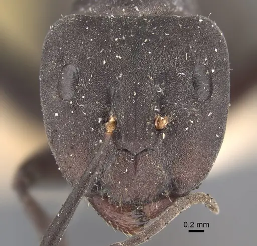 Camponotus dolendus - CASENT0917856