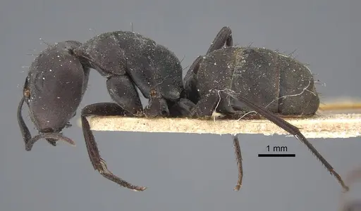 Camponotus dolendus - CASENT0917856