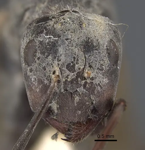 Camponotus dolendus - CASENT0917857