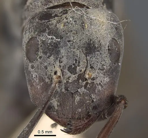 Camponotus dolendus - CASENT0917857