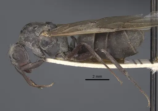 Camponotus dolendus - CASENT0917857