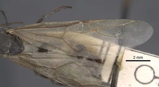 Camponotus dolendus - CASENT0917857