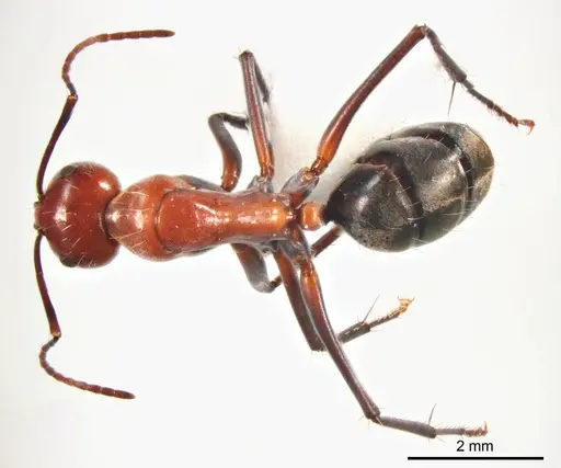 Camponotus donnellani specimen