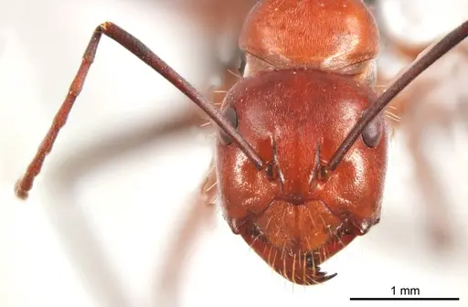Camponotus donnellani specimen