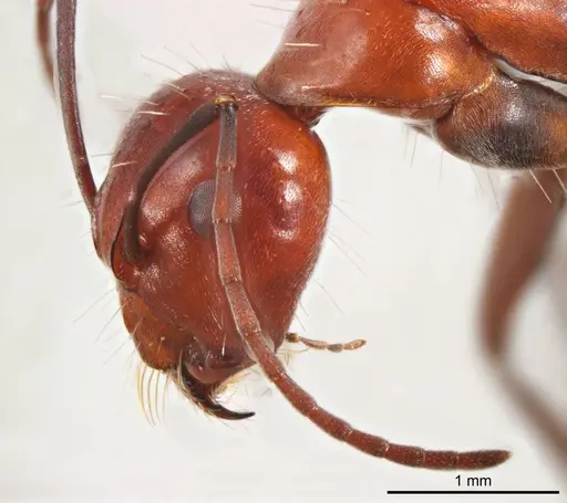 Camponotus donnellani specimen