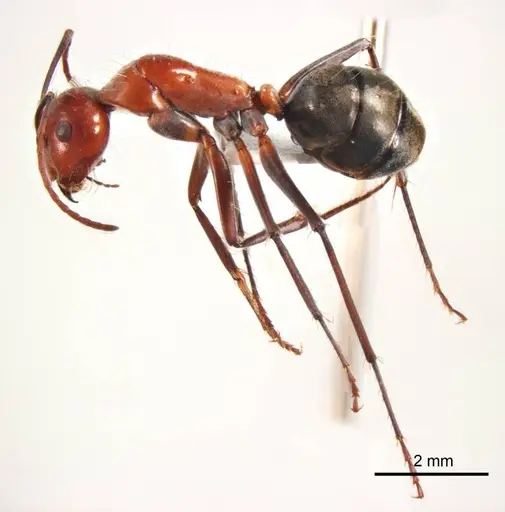 Camponotus donnellani - ANTWEB1008617