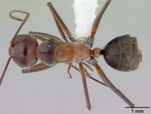 Camponotus donnellani - CASENT0172148