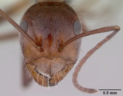 Camponotus donnellani - CASENT0172148