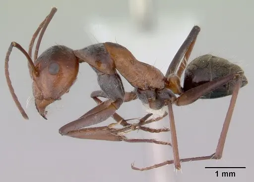 Camponotus donnellani - CASENT0172148