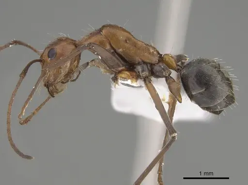 Camponotus donnellani - CASENT0887684