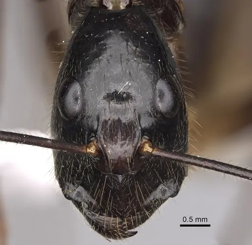 Camponotus dorycus specimen