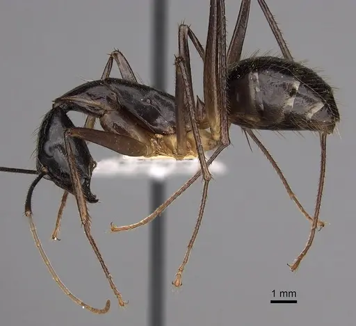 Camponotus dorycus specimen