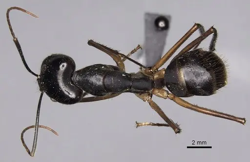 Camponotus dorycus - CASENT0280261