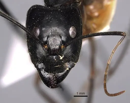 Camponotus dorycus - CASENT0280261