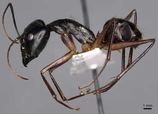 Camponotus dorycus - CASENT0280261