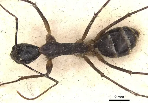 Camponotus dorycus - CASENT0901916