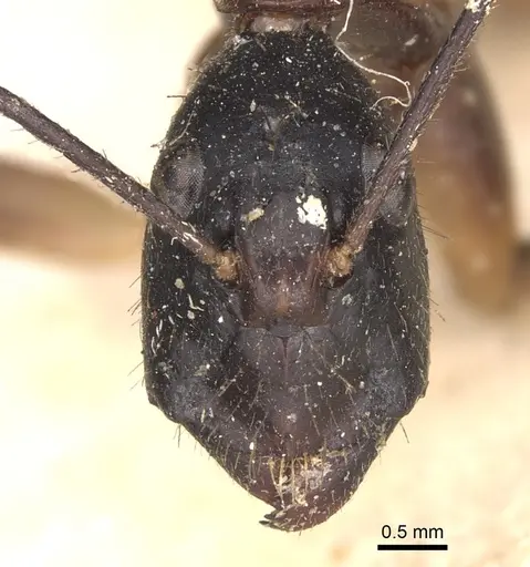 Camponotus dorycus - CASENT0901916