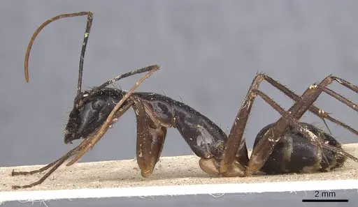 Camponotus dorycus - CASENT0901916